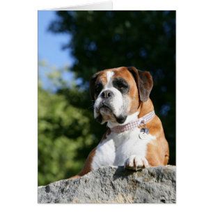 Boxer Dog Laying on a Rock