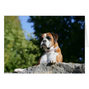 Boxer Dog Laying on a Rock