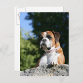 Boxer Dog Laying on a Rock Briefkaart (Voorkant / Achterkant)