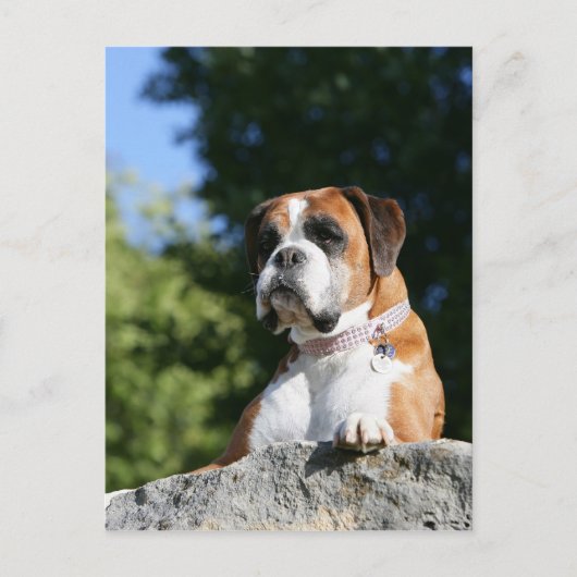 Boxer Dog Laying on a Rock Briefkaart (Voorkant)