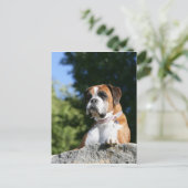 Boxer Dog Laying on a Rock Briefkaart (Staand voorkant)