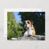 Boxer Dog Laying on a Rock Briefkaart (Voorkant / Achterkant)