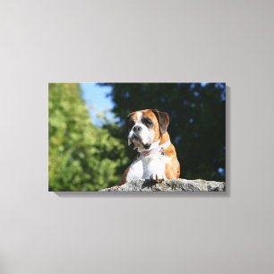 Boxer Dog Laying on a Rock Canvas Afdruk