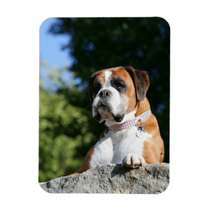Boxer Dog Laying on a Rock Magneet