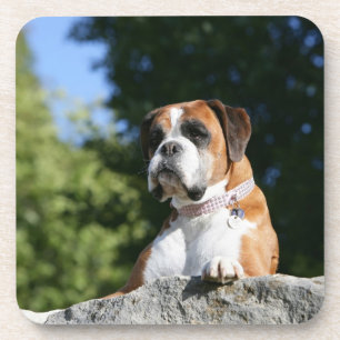Boxer Dog Laying on a Rock Onderzetter