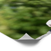 Boxer Dog Laying on a Rock Poster (Hoek)