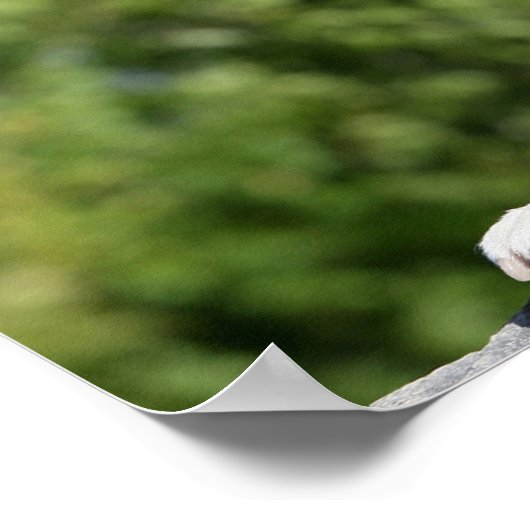 Boxer Dog Laying on a Rock Poster (Hoek)