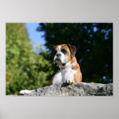 Boxer Dog Laying on a Rock Poster (Voorkant)
