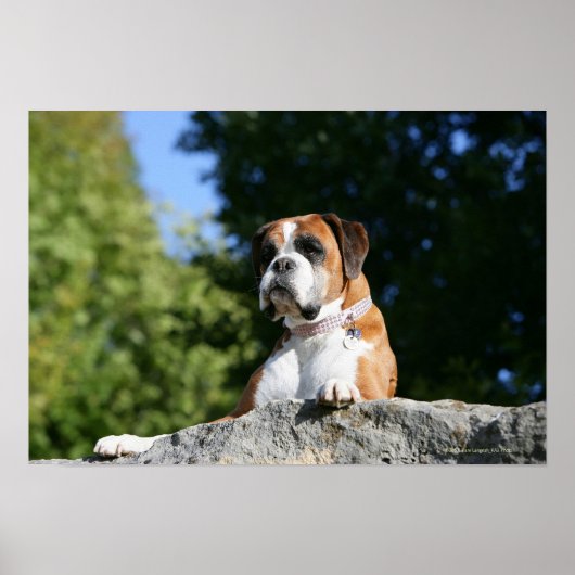 Boxer Dog Laying on a Rock Poster (Voorkant)