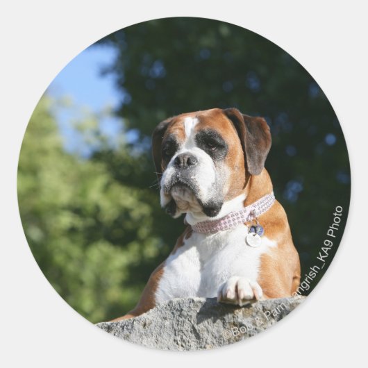 Boxer Dog Laying on a Rock Ronde Sticker (Voorkant)