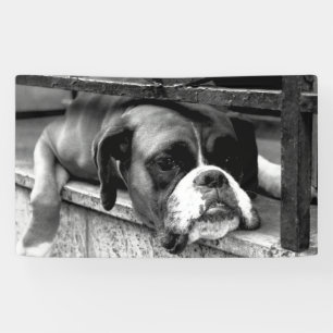 Boxer Dog on Windows Bnrcn Spandoek