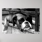Boxer Dog on Windows Sell Wcn Poster (Voorkant)