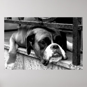 Boxer Dog on Windows Sell Wcn Poster