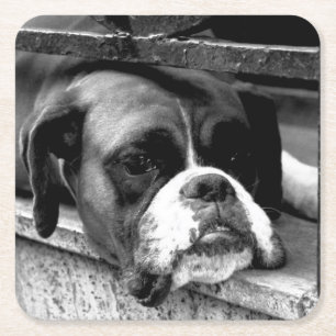 Boxer Dog on Windows sill coastercn Kartonnen Onderzetters
