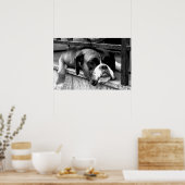 Boxer Dog on Windows Wisselaarc1 Poster (Keuken)
