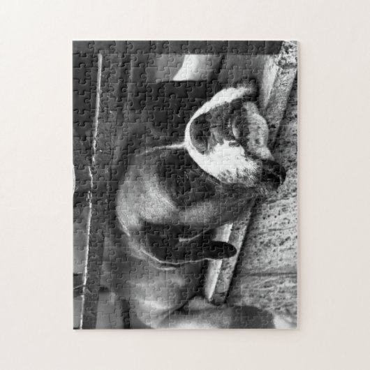 Boxer Dog op Windows 11x14 252pc jpcn Legpuzzel (Verticaal)