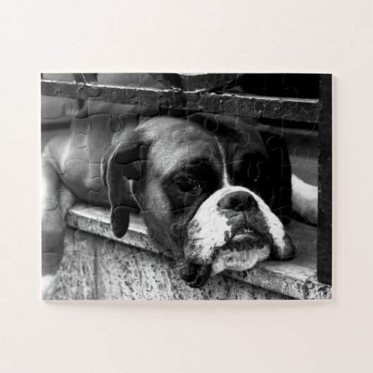 Boxer Dog op Windows 11x14 30pc jpcn Legpuzzel (Horizontaal)