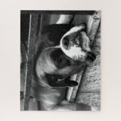 Boxer Dog op Windows 16x20 520pc jpcn Legpuzzel (Verticaal)