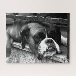 Boxer Dog op Windows 16x20 520pc jpcn Legpuzzel