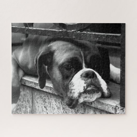 Boxer Dog op Windows 16x20 520pc jpcn Legpuzzel (Horizontaal)
