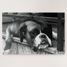 Boxer Dog op Windows 20x30 1014pc jpcn