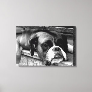 Boxer Dog op Windows 24x16 (60x40cm) Canvas Afdruk