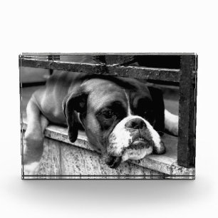 Boxer Dog op Windows Fotoblokken