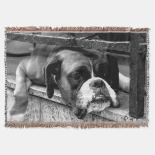Boxer Dog op Windows TBC Deken