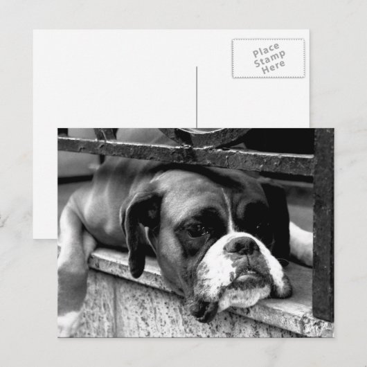 Boxer Dog op WindowsHill PC Arc1 Briefkaart (Voorkant / Achterkant)