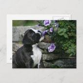 Boxer Dog Panting Briefkaart (Voorkant / Achterkant)