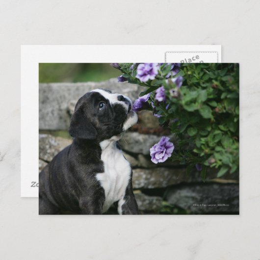 Boxer Dog Panting Briefkaart (Voorkant / Achterkant)