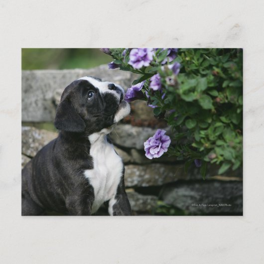 Boxer Dog Panting Briefkaart (Voorkant)