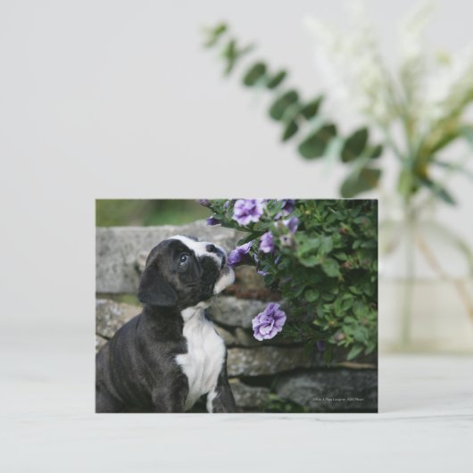 Boxer Dog Panting Briefkaart (Staand voorkant)