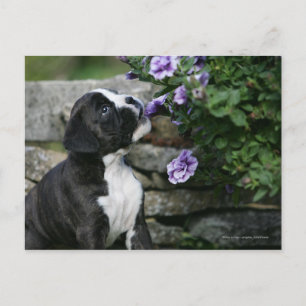 Boxer Dog Panting Briefkaart
