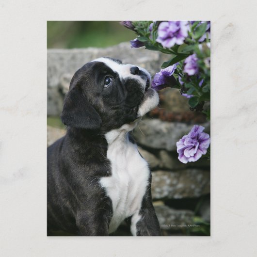 Boxer Dog Panting Briefkaart (Voorkant)