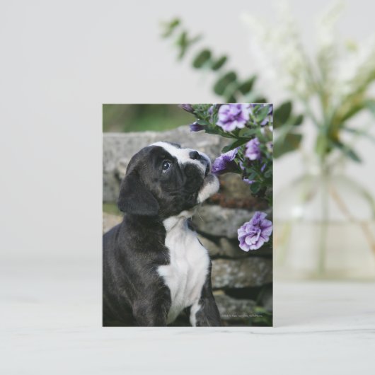 Boxer Dog Panting Briefkaart (Staand voorkant)