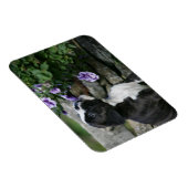 Boxer Dog Panting Magneet (Rechterzijde)