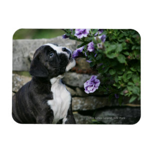 Boxer Dog Panting Magneet