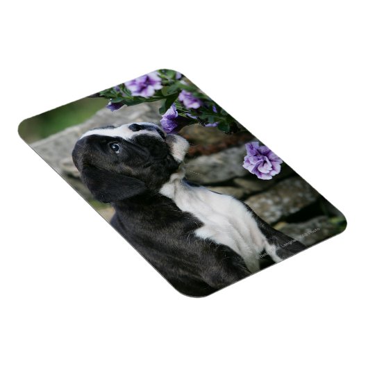 Boxer Dog Panting Magneet (Rechterzijde)