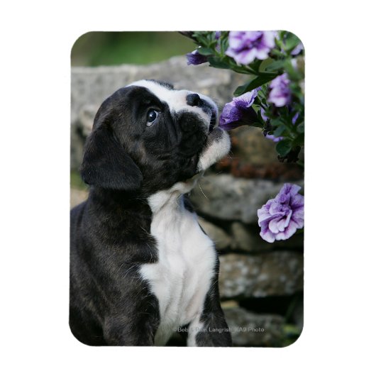 Boxer Dog Panting Magneet (Verticaal)