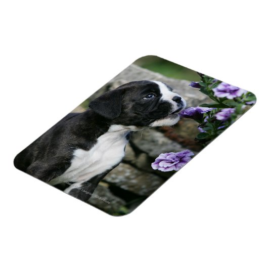 Boxer Dog Panting Magneet (Linkerzijde)