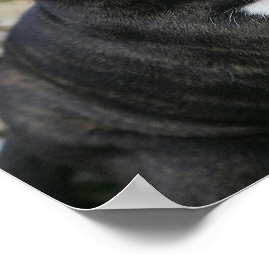 Boxer Dog Panting Poster (Hoek)