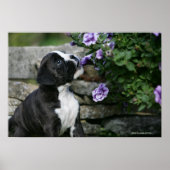 Boxer Dog Panting Poster (Voorkant)
