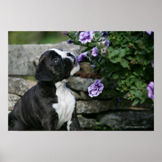 Boxer Dog Panting Poster (Voorkant)
