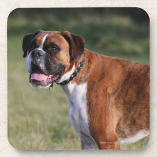 Boxer Dog Permanent Bier Onderzetter