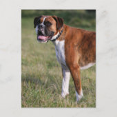 Boxer Dog Permanent Briefkaart (Voorkant)