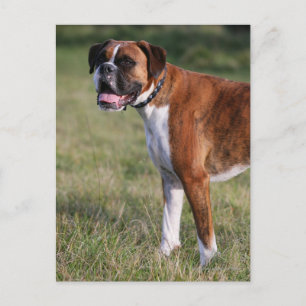 Boxer Dog Permanent Briefkaart
