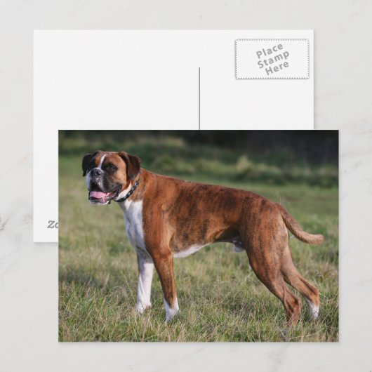 Boxer Dog Permanent Briefkaart (Voorkant / Achterkant)