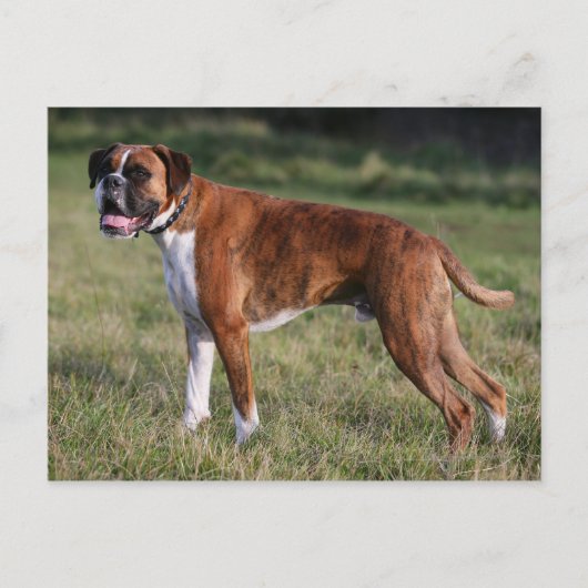 Boxer Dog Permanent Briefkaart (Voorkant)
