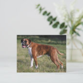 Boxer Dog Permanent Briefkaart (Staand voorkant)